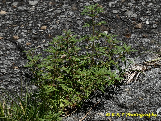 {Leucanthemum multifida}